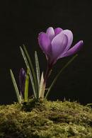 4240 Spring Crocus (Crocus vernus).